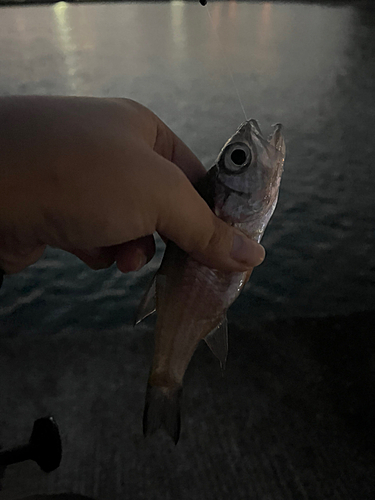 リュウキュウヤライイシモチの釣果