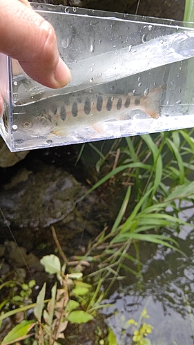 ヤマメの釣果