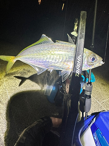 マアジの釣果