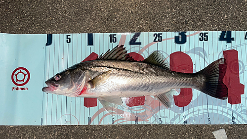 シーバスの釣果