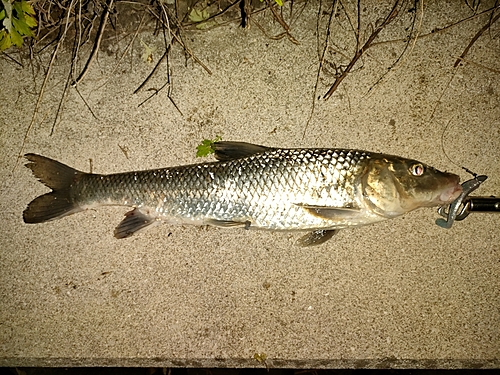 ニゴイの釣果