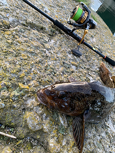 アイナメの釣果