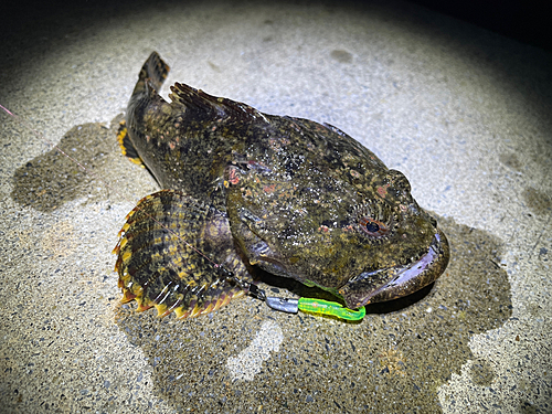 ギスカジカの釣果