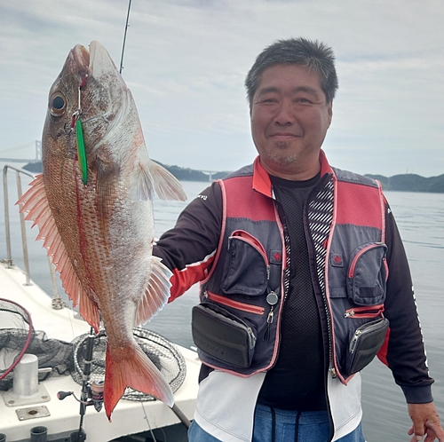 マダイの釣果