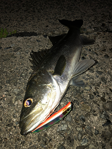 シーバスの釣果