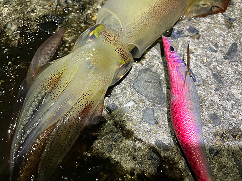 ヤリイカの釣果