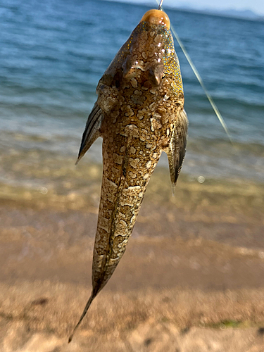 メゴチの釣果