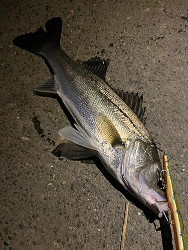 スズキの釣果