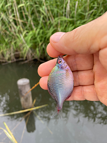 タナゴの釣果