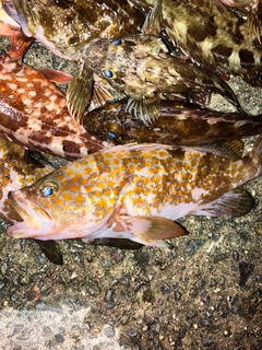 アコウの釣果