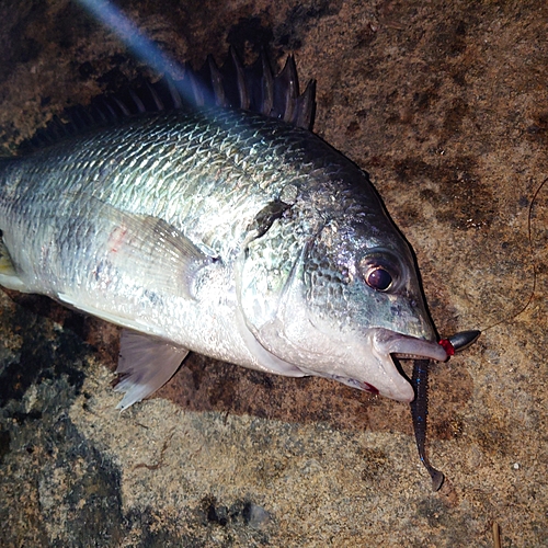 キビレの釣果