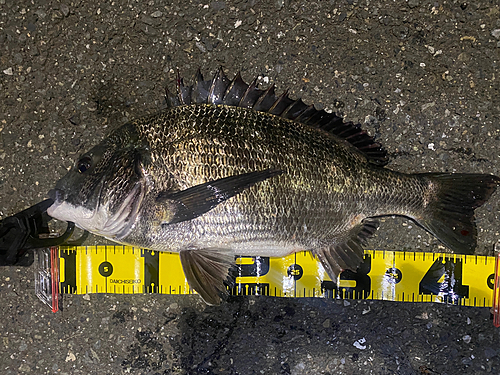 クロダイの釣果