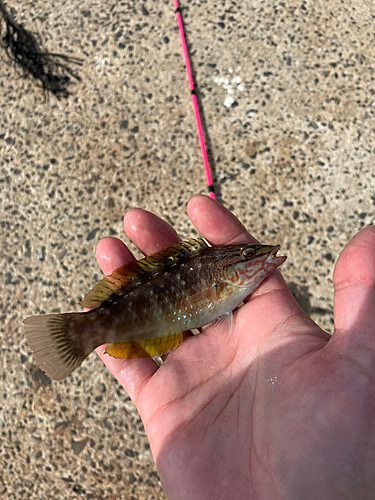 ホシササノハベラの釣果