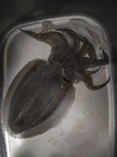 コウイカの釣果