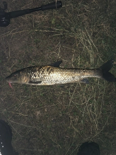 ニゴイの釣果