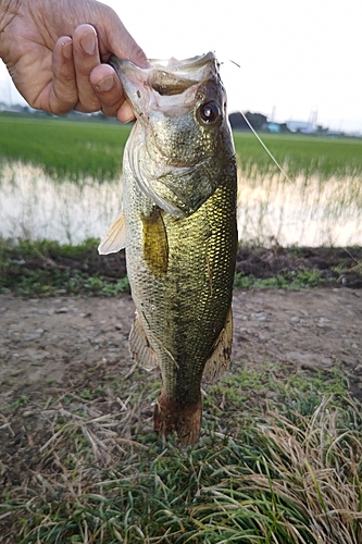 ラージマウスバスの釣果