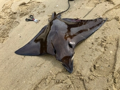 ナルトビエイの釣果