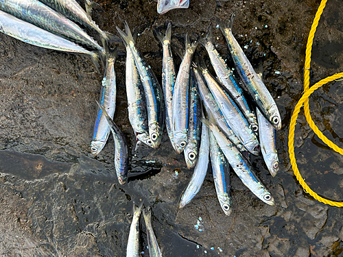 ウルメイワシの釣果