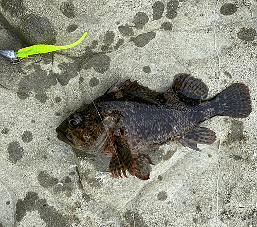 ムラソイの釣果