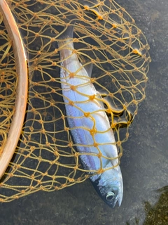 ヒメマスの釣果