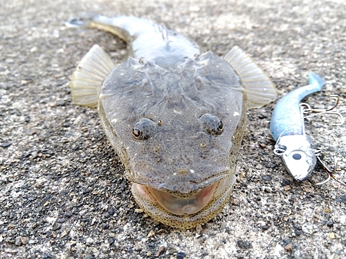 マゴチの釣果