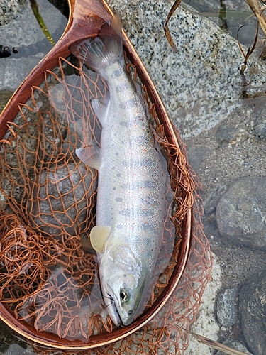 アマゴの釣果