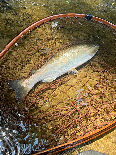 ヤマメの釣果