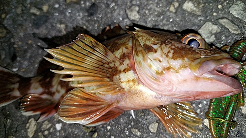 カサゴの釣果