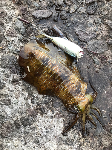 アオリイカの釣果