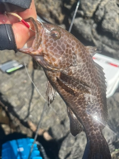 オオモンハタの釣果