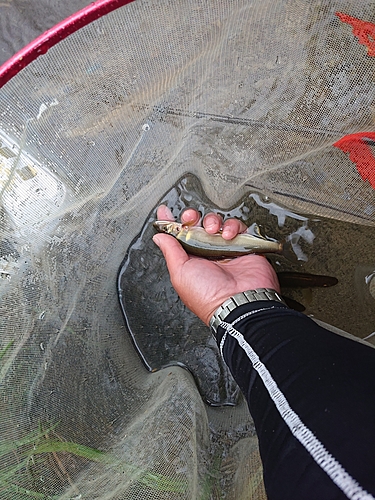 アユの釣果