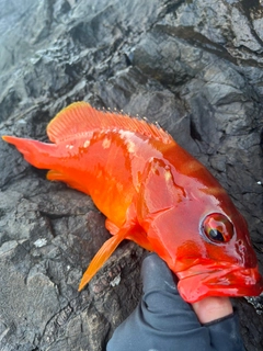 アカハタの釣果