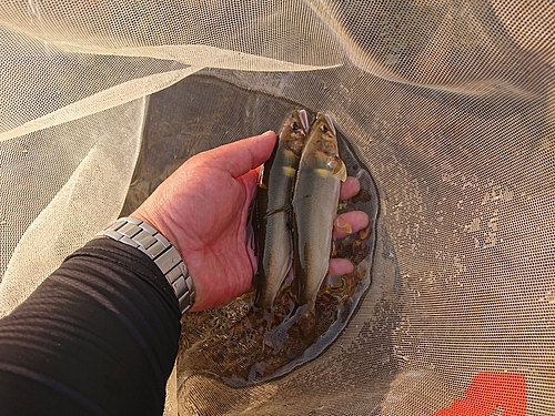 アユの釣果