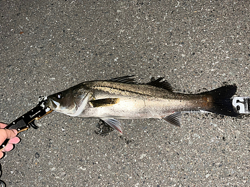 シーバスの釣果