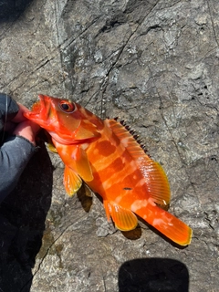 アカハタの釣果