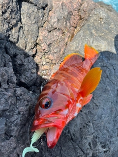 アカハタの釣果