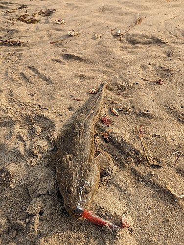 マゴチの釣果