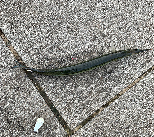 サヨリの釣果