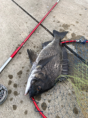 クロダイの釣果