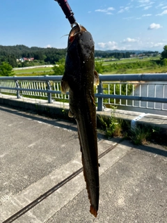 ナマズの釣果