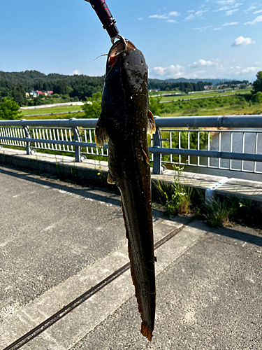 ナマズの釣果