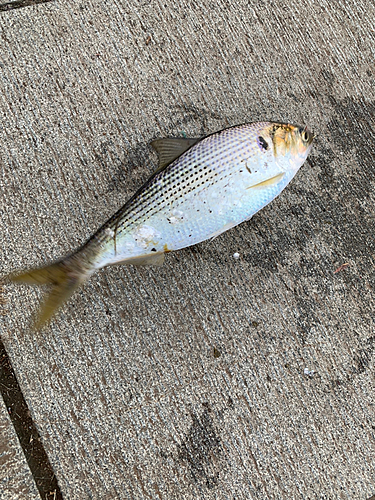 コノシロの釣果