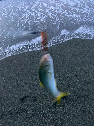 ワカシの釣果