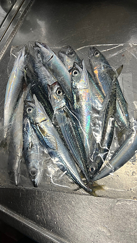 マサバの釣果