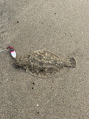 ヒラメの釣果