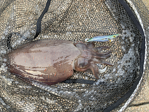 モンゴウイカの釣果