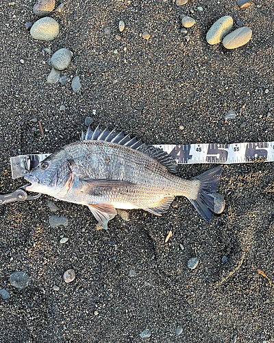 クロダイの釣果