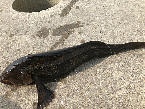 アイナメの釣果