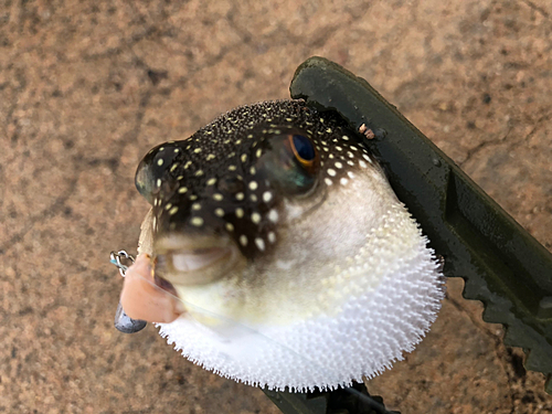 フグの釣果