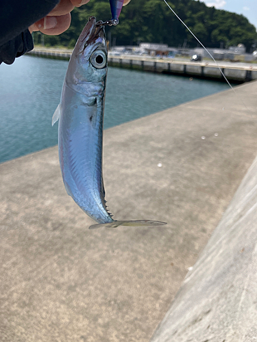 サバの釣果